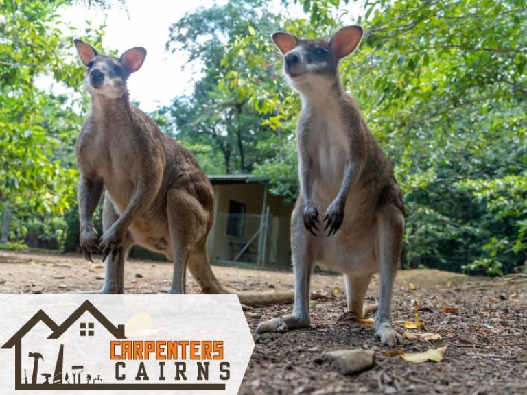 Wallabies in Daintree rainforest, Queensland, Australia